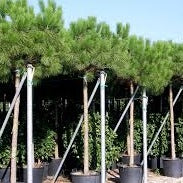 PINUS PINEA CLT 25 / 30 H 150 - 175 CM CIRC. TR. 14 - 16 CM 1/2 STD