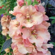 VERBASCUM Pink Petticoats