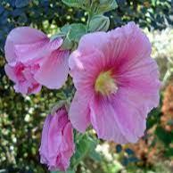 Alcea rosea Rose 2L