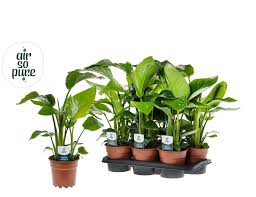Strelitzia nicolai P17