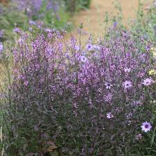 Verbena Bampton 3ltr pots