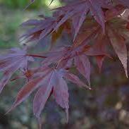 ACER PALMATUM MOONFIRE