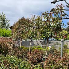 PHOTINIA SERR. RED ROBIN CLT 55 CIRC. TR. 10 - 12 CM STD SPALL. LEGNO SU STELO 100 X 120 CM