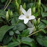 Vinca minor Alba