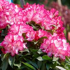 Buy Rhododendron Rhodo Xxl Hortinno Garden Xxl The Original Green 35 - 40  Cm Online