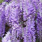 WISTERIA BRACH.YOKOHAMA FUJI ZOLLA + CONT (CLT 35)  TRONCO 130 - 140 CM CIRC. TR. 06 - 08 CM  1/2 STD