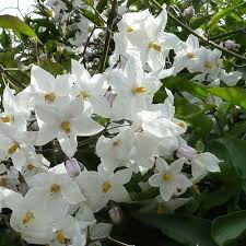 Solanum jasminoides