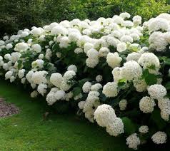 HYDRANGEA arb. Strong Annabelle 40-50cm