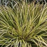 Acorus graminus Variegatus