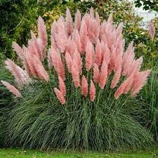 Cortaderia-sell.-Rose-Plume-Grass