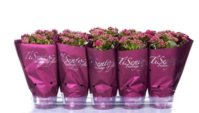 Kalanchoe Calandiva purple P12