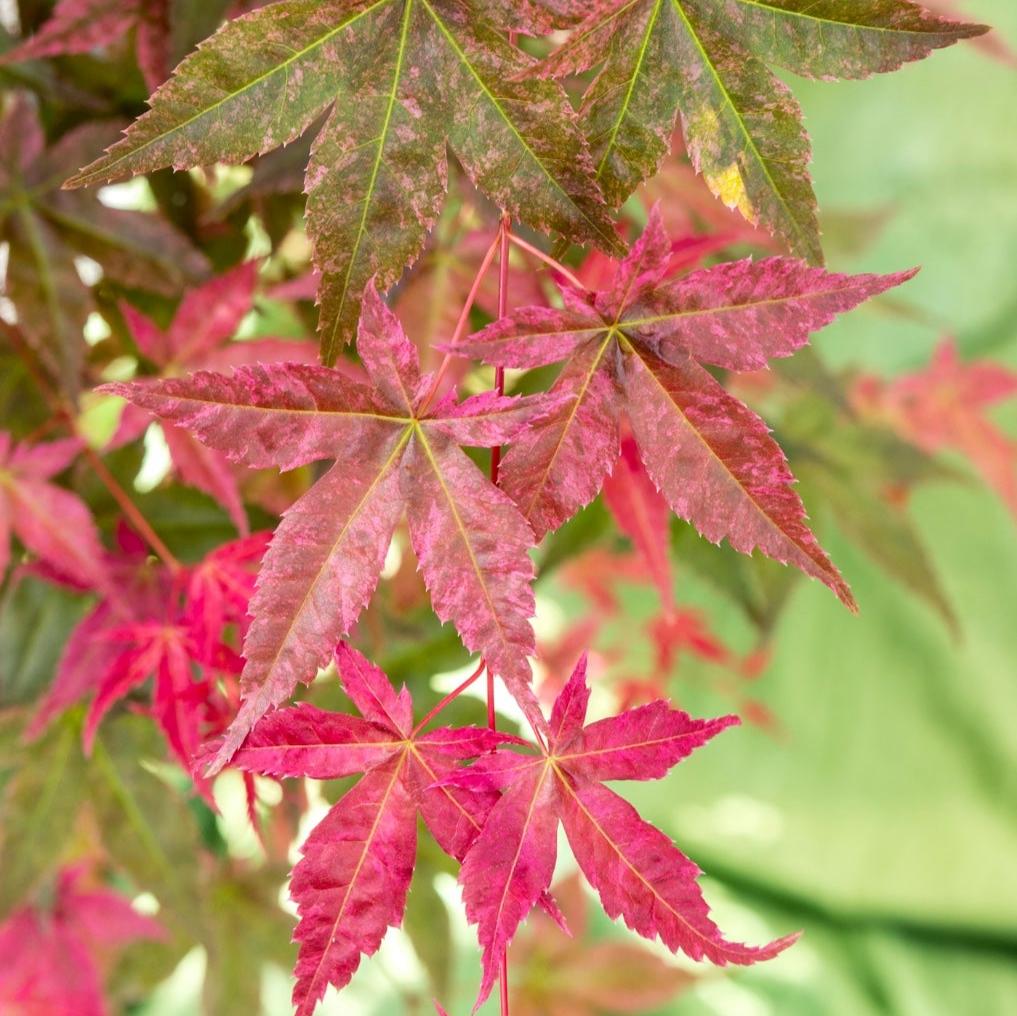 Acer pal. Beni-maiko