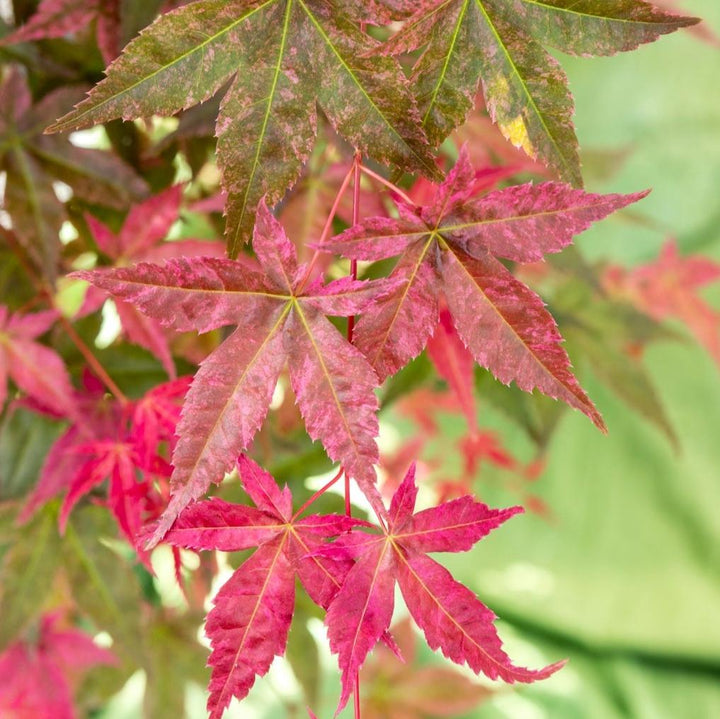 Acer pal. Beni-maiko