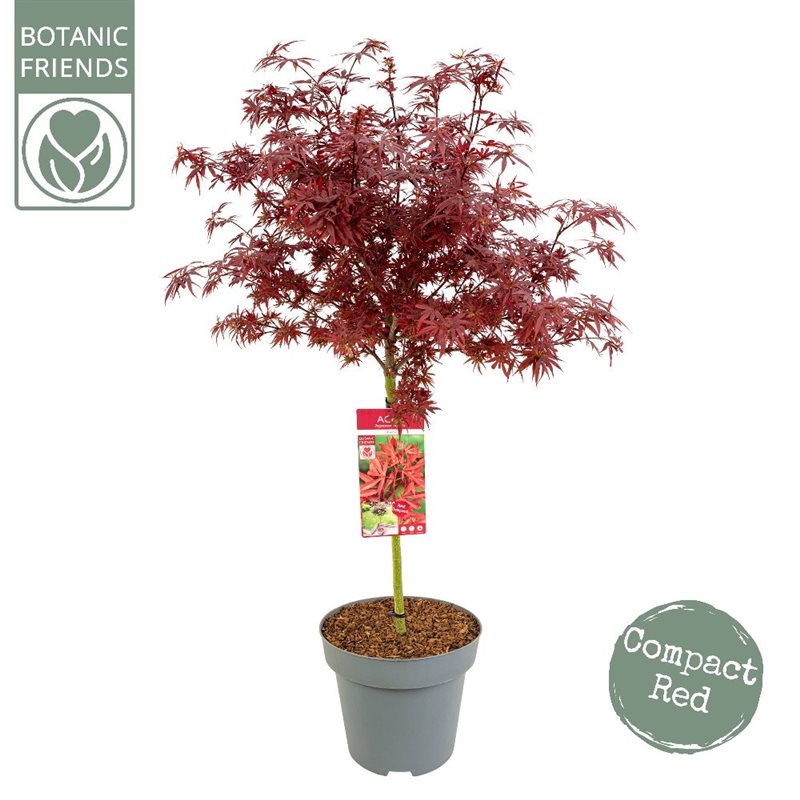Acer palmatum Shaina 40 CM STAM C12