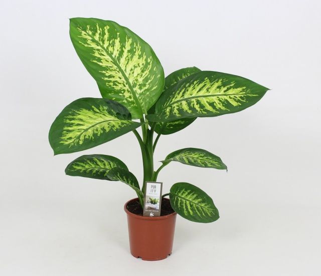 Dieffenbachia sang. Tropic Snow P17