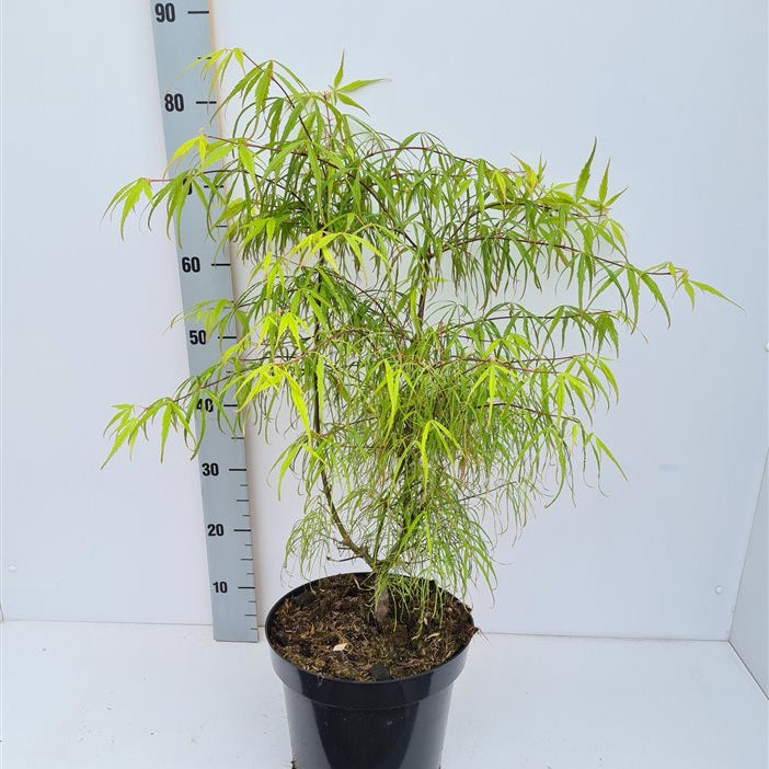 Acer-palmatum-Koto-no-ito-Potted-1
