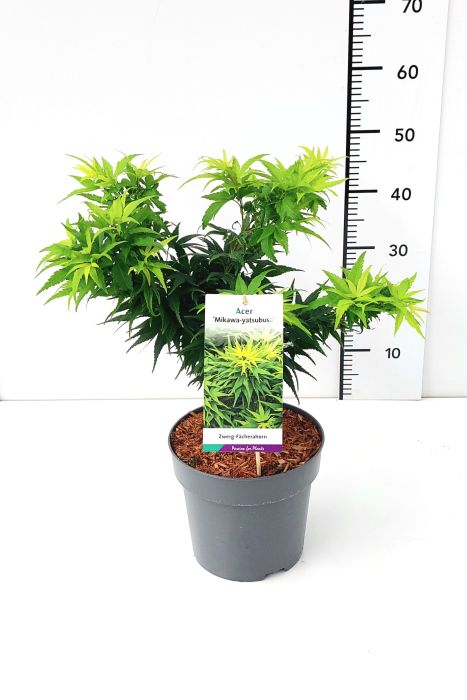 Acer palmatum Mikawa-yatsubusa 30-40 CM C5
