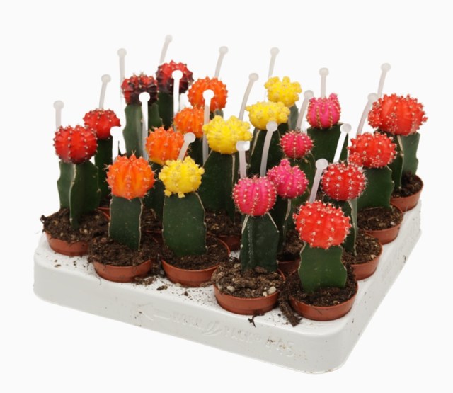 Chin-Cactus-Potted