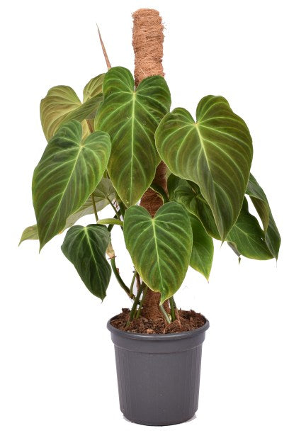 Philodendron Splendid P16 mosspole