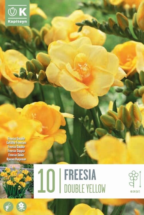 FREESIA YELLOW X 10