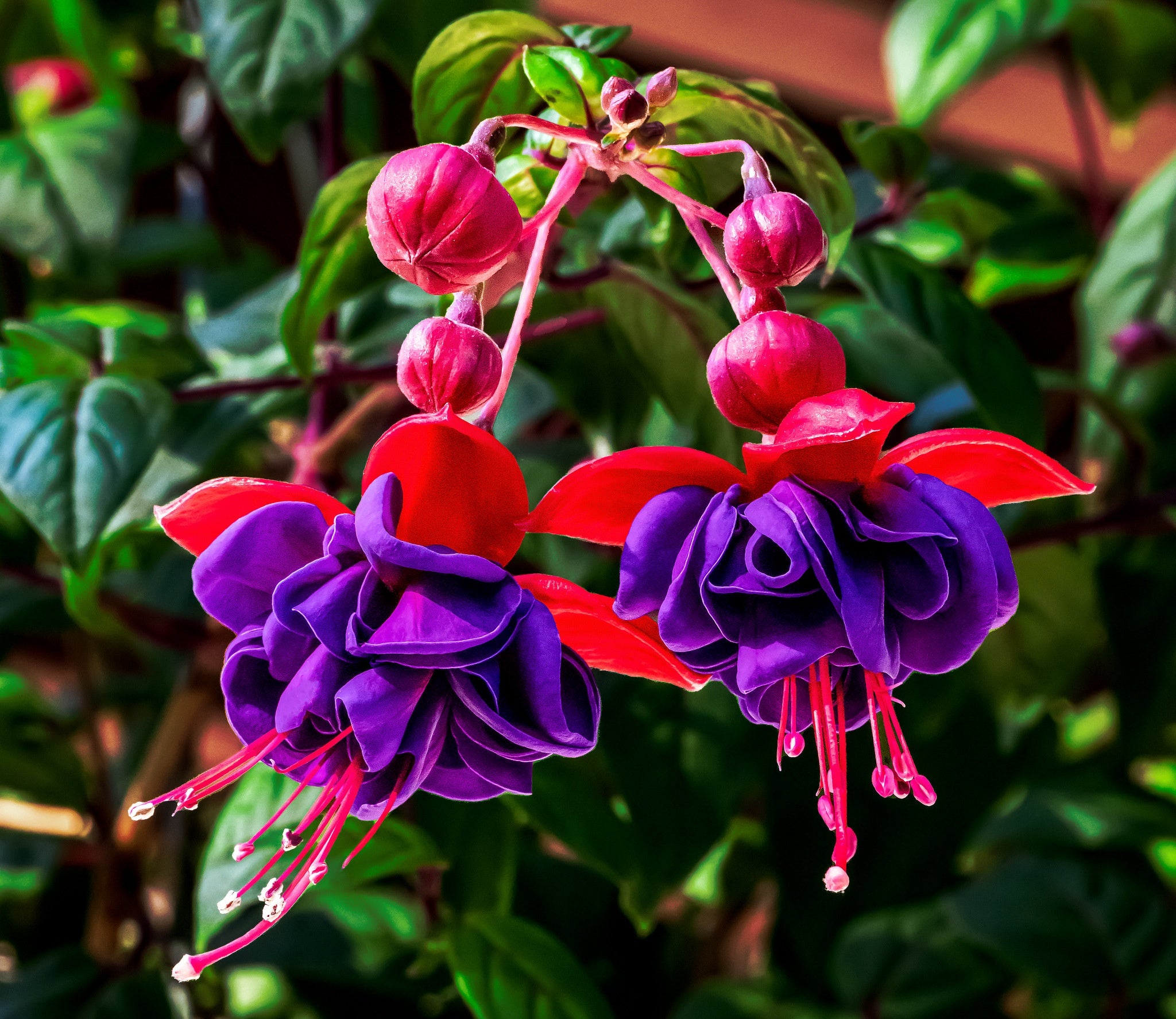 fuksiia-lepestki-tychinki-