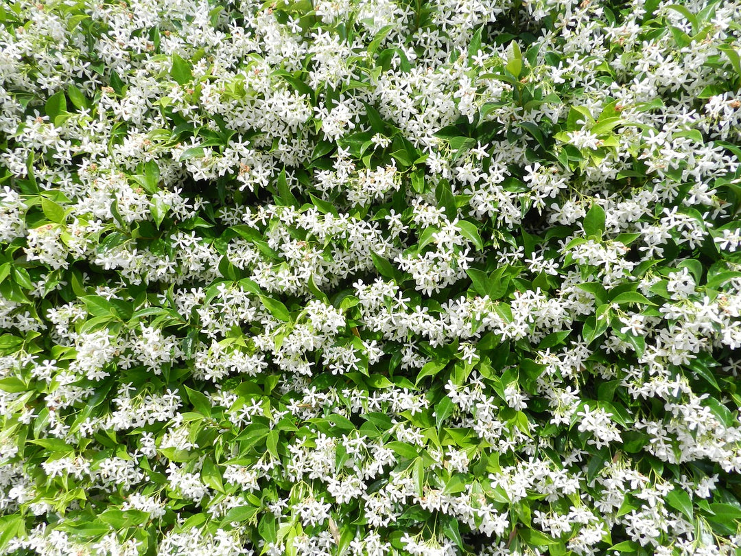 Trachelospermum-jasminoides-Flower-2