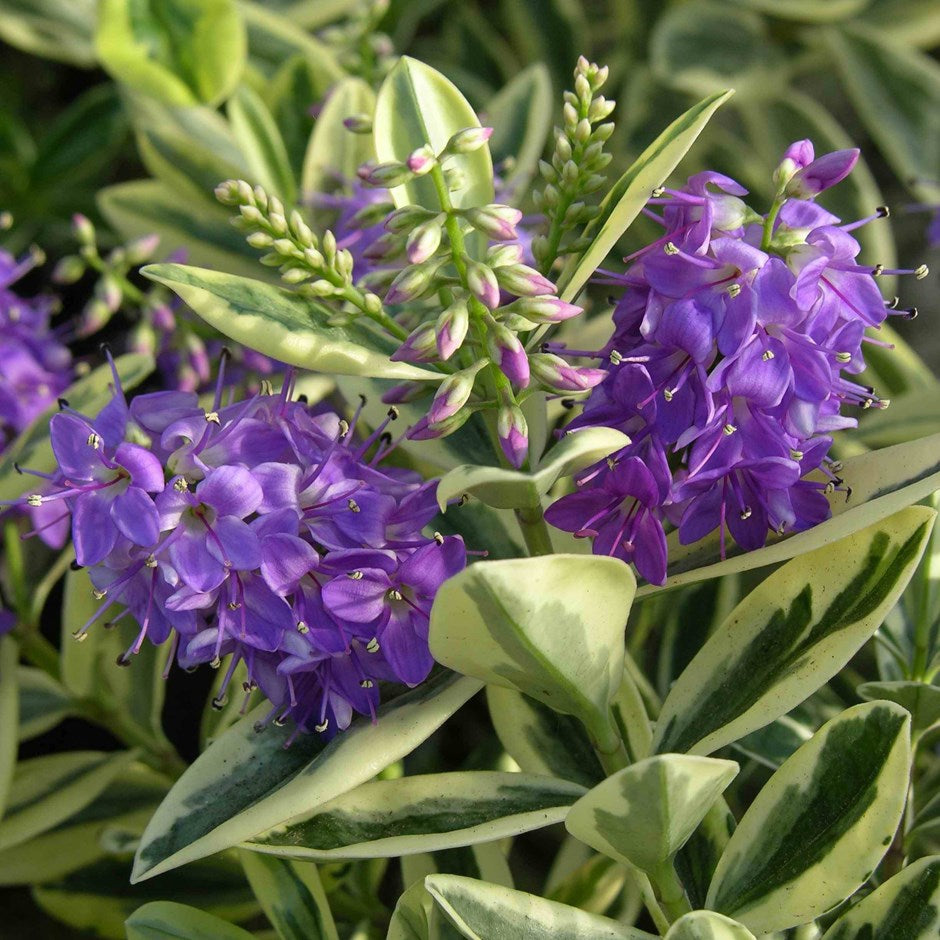 Buy Hebe Variegata Online