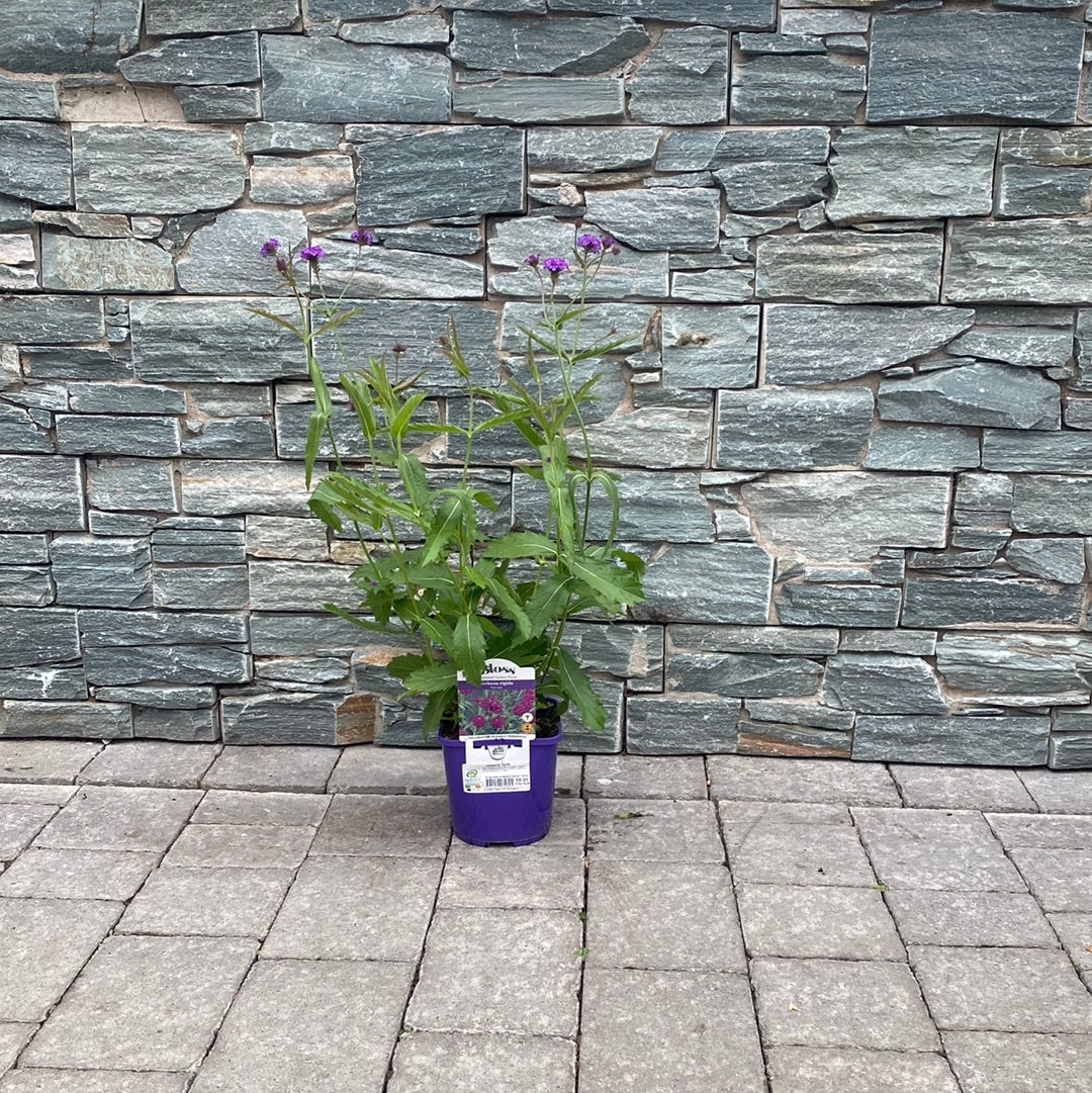 Verbena rigida 2ltr pot