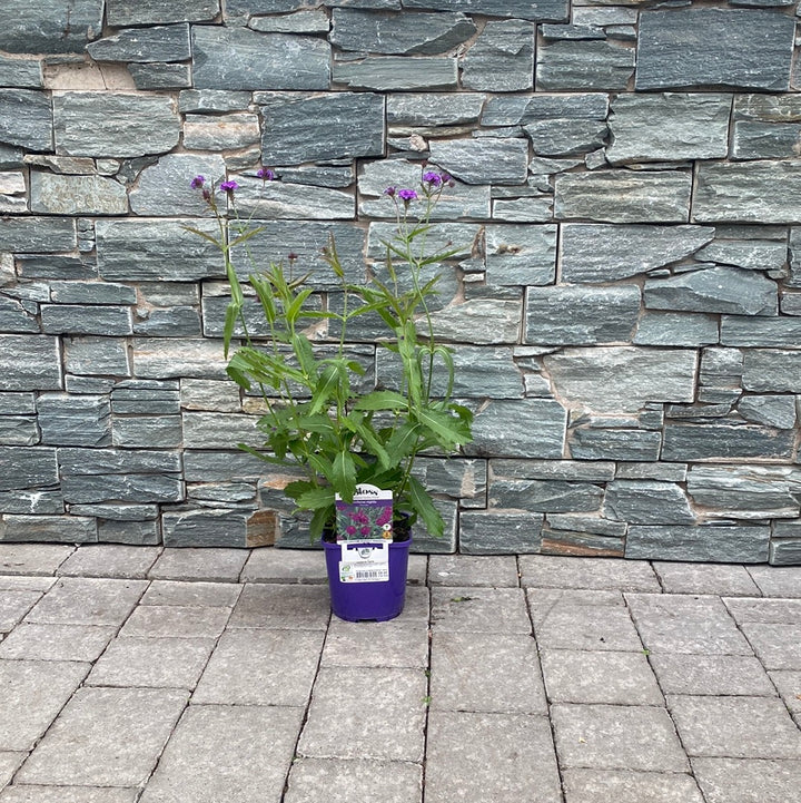Verbena rigida 2ltr pot