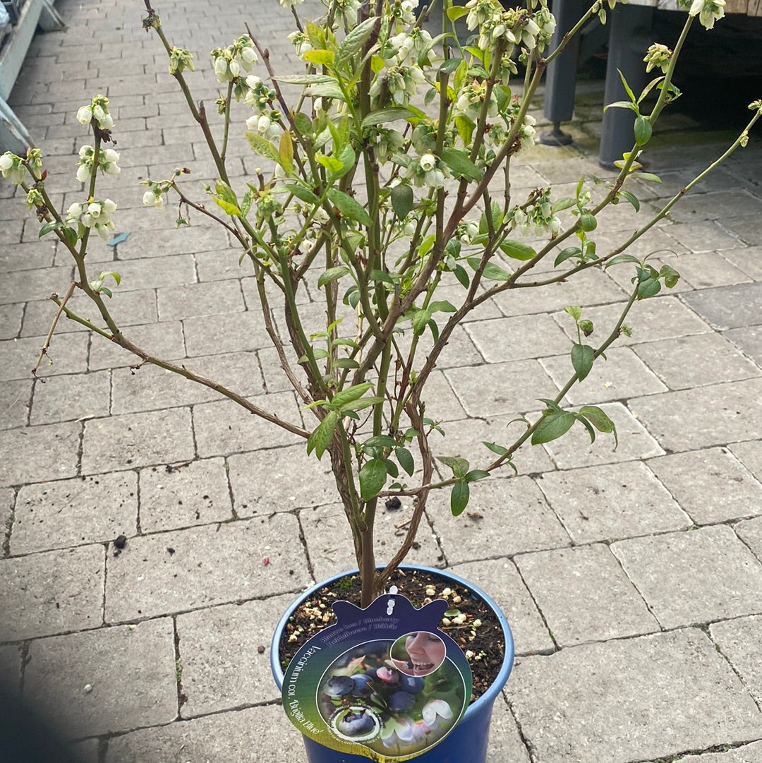Vaccinium-corymbosum-Potted-2