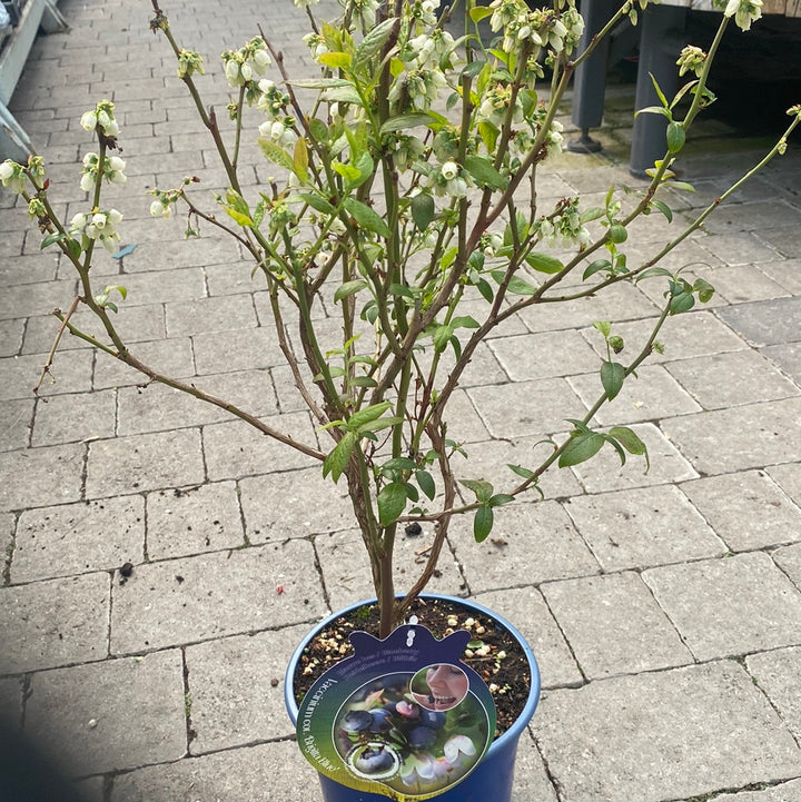 Vaccinium-corymbosum-Potted-2