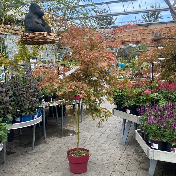 ACER PALM.BENI-MAIKO VASO ECO CLT 15  TRONCO 90 CM   1/2 STD