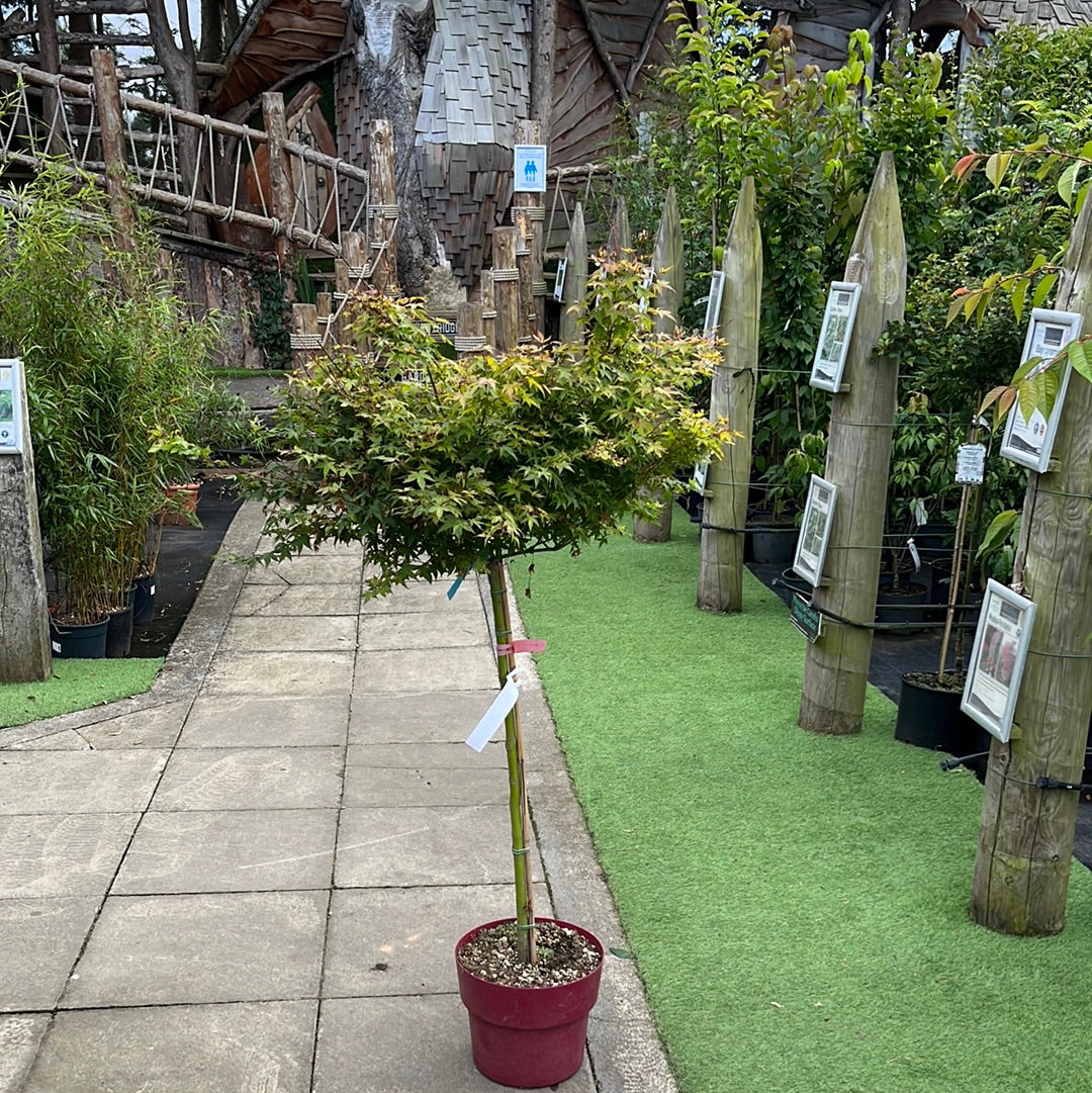 ACER PALMATUM LITTLE PRINCESS VASO ECO CLT 15  TRONCO 90 CM    1/2 STD