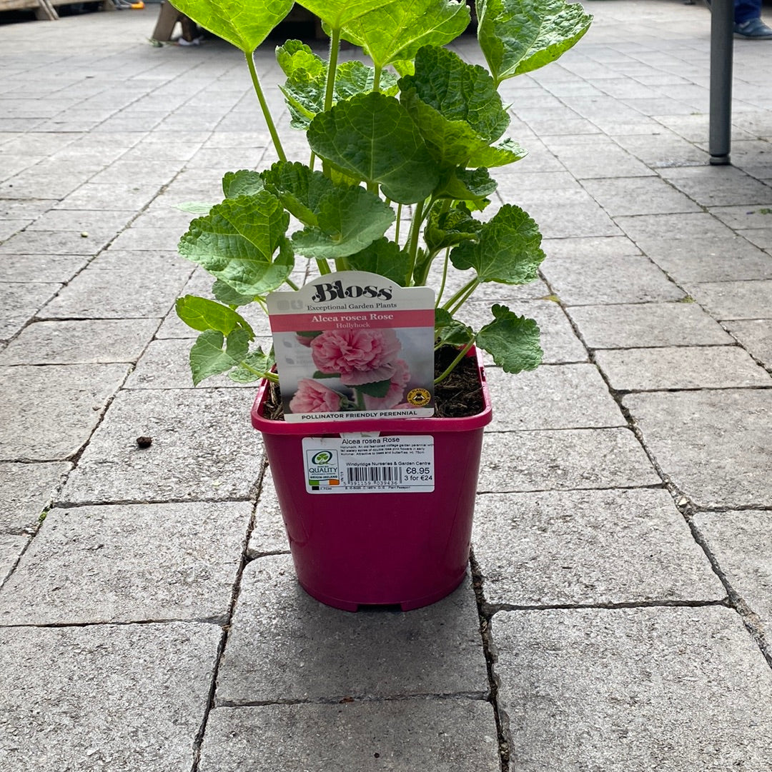 Alcea rosea Rose 2L