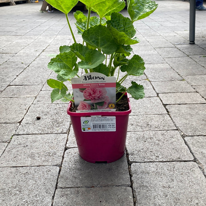 Alcea rosea Rose 2L