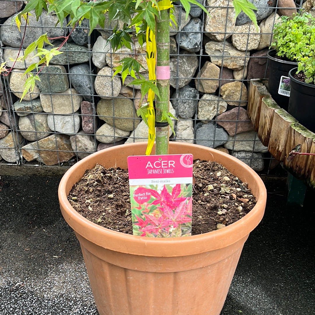 ACER PALM.BENI-MAIKO CLT 45  TRONCO 90 CM    1/2 STD CHIOMA 80 - 100 CM