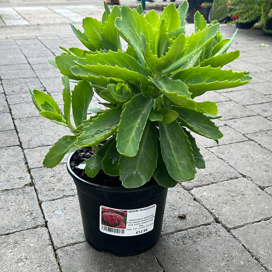 SEDUM Herbstfreude 3L