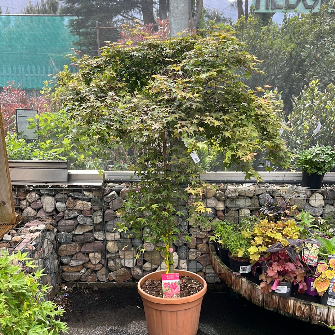 ACER PALM.BENI-MAIKO CLT 45  TRONCO 90 CM    1/2 STD CHIOMA 80 - 100 CM