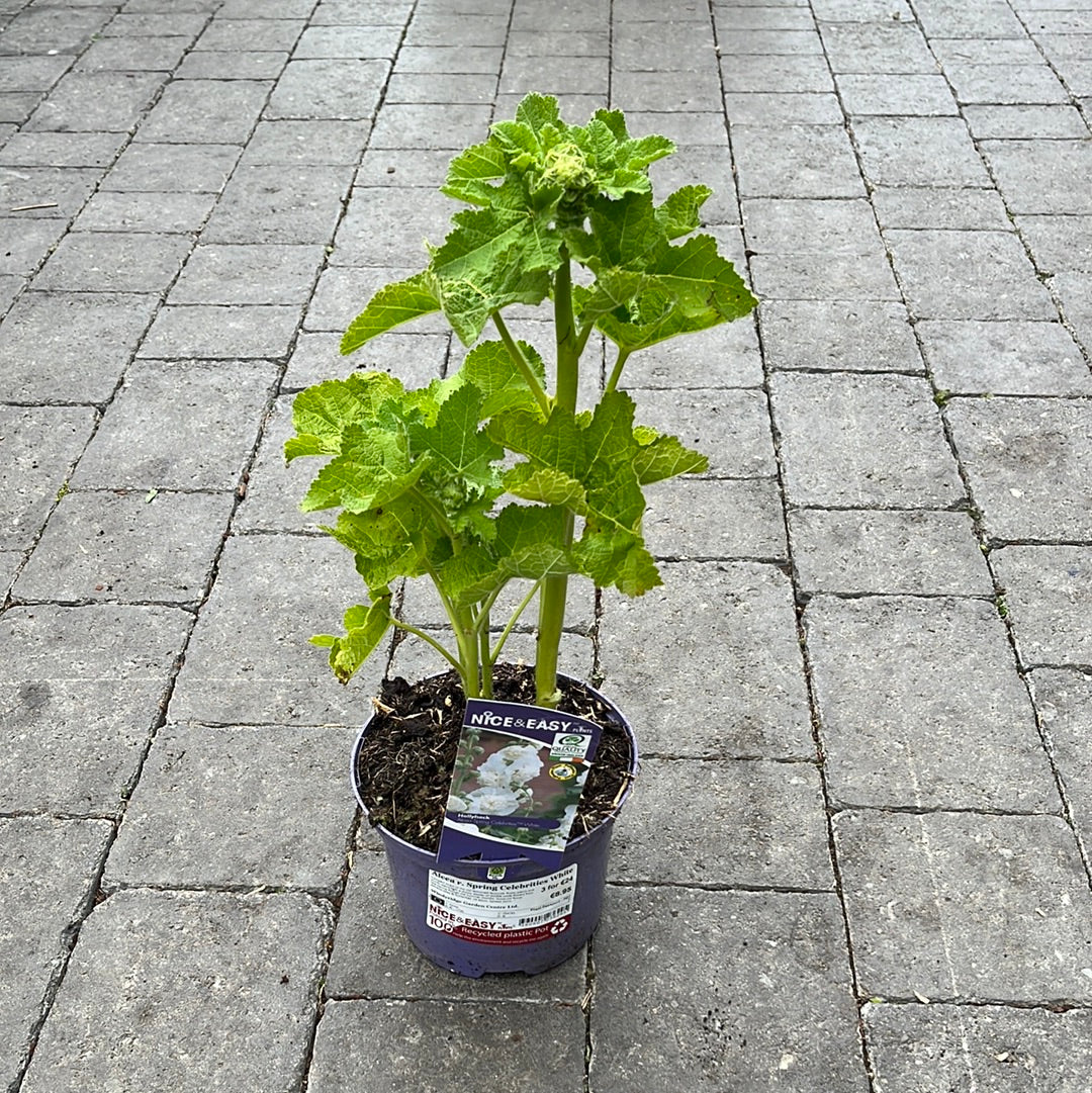 Alcea r. Spring Celebrities White