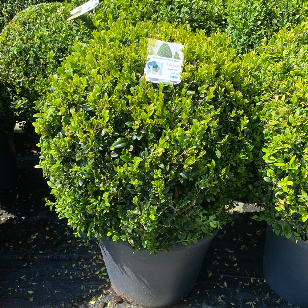 Buxus-semp-Ball-Potted-1
