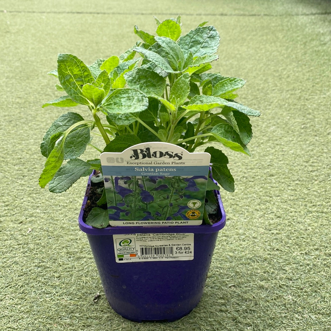 Salvia patens Cambridge Blue