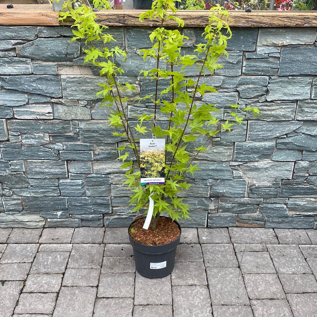 Acer shirasawanum Jordan 60-80 cm 7 Ltr Pot