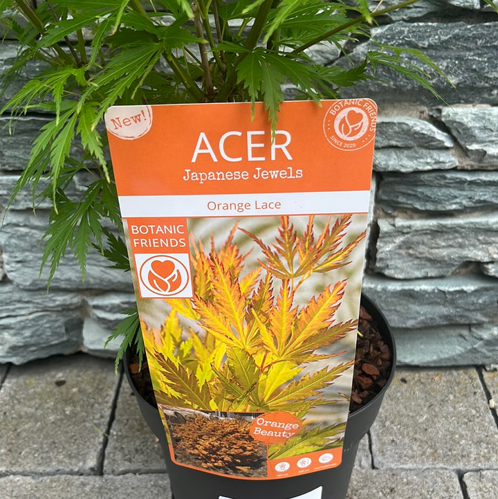 Acer palmatum Orange Lace 3 Ltr Pot