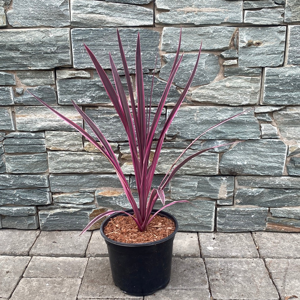 Cordyline-australis-Pink-Passion-Potted