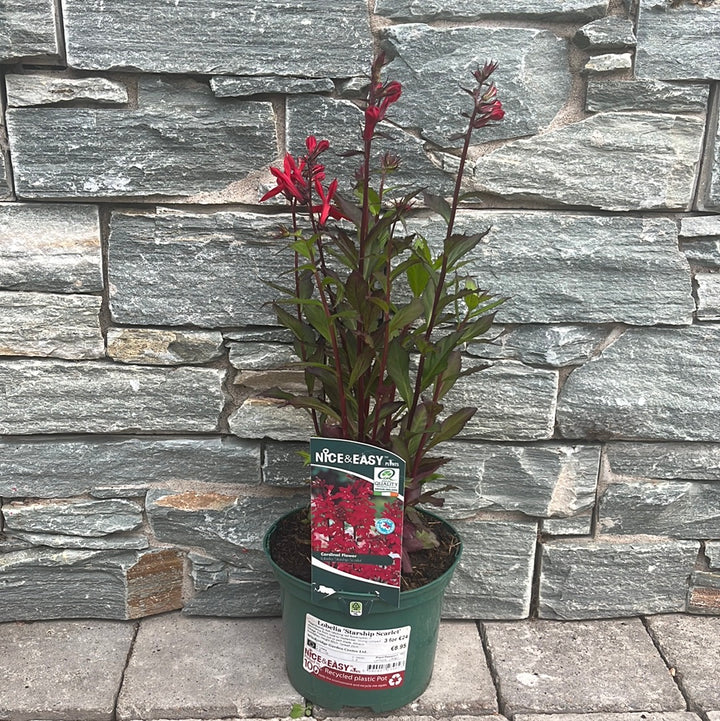 Lobelia Starship Scarlet