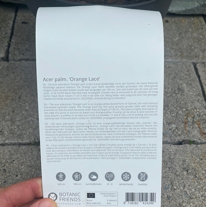 Acer palmatum Orange Lace 3 Ltr Pot
