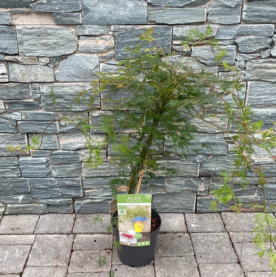 Acer palmatum Emerald Lace  3 Ltr pot