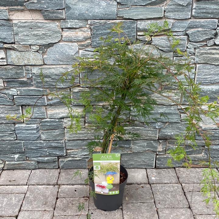 Acer palmatum Emerald Lace  3 Ltr pot