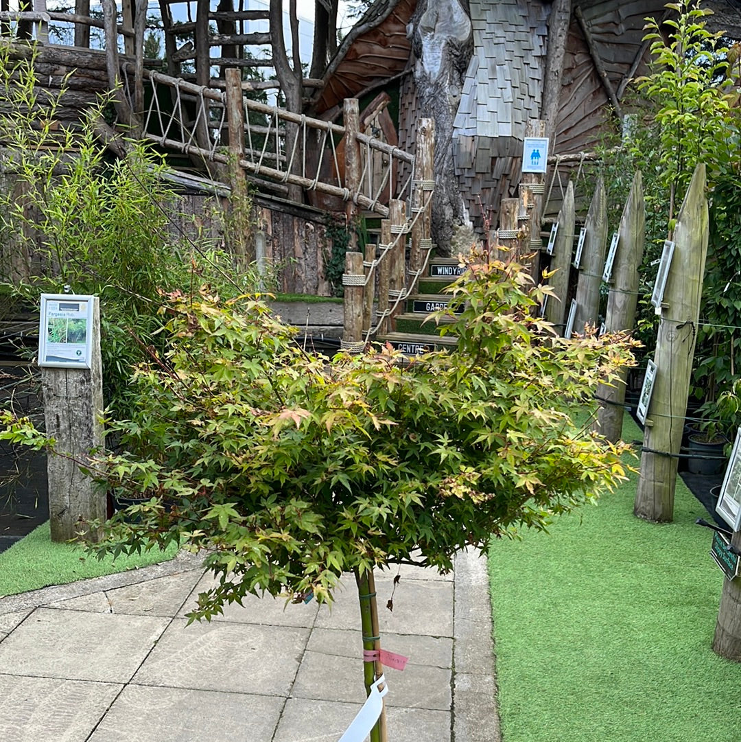 ACER PALMATUM LITTLE PRINCESS VASO ECO CLT 15  TRONCO 90 CM    1/2 STD