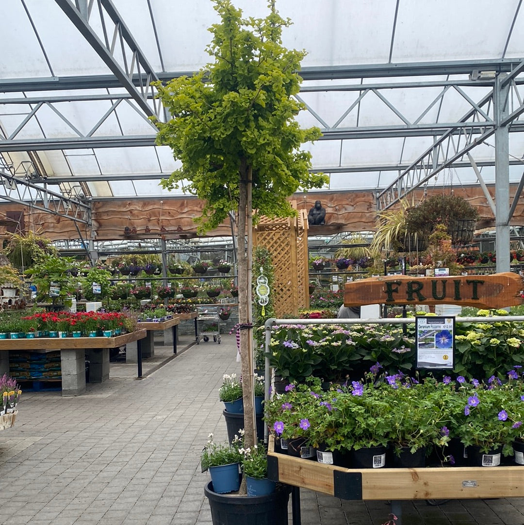 GINKGO BILOBA MARIKEN CLT 55 CIRC. TR. 14 - 16 CM STD – Windyridge ...